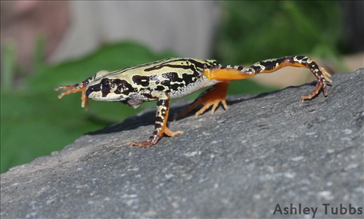 Weale's Running Frog