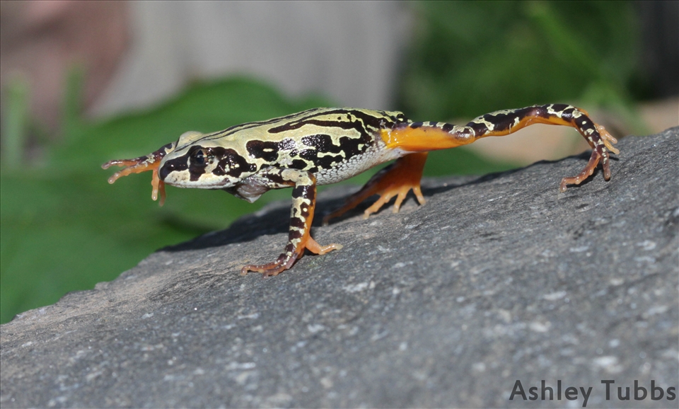 Weale's Running Frog