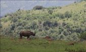 Black Rhino: by ashleytubbs, Views[189]