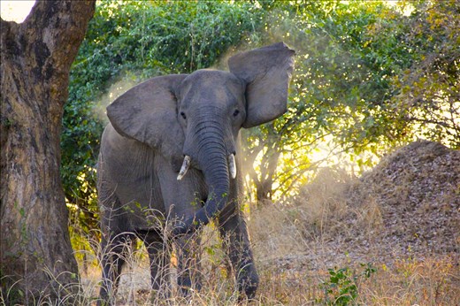 Elephant on walking safari, South Luangwa national park