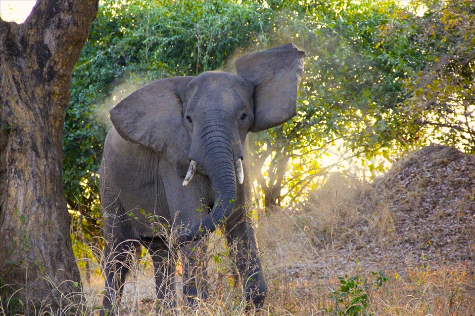 Elephant on walking safari, South Luangwa national park