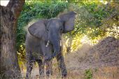 Elephant on walking safari, South Luangwa national park: by ashlingdympna, Views[259]