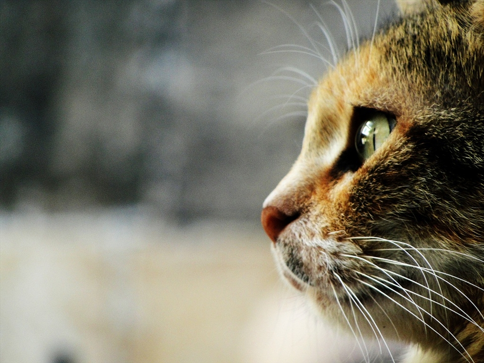 Relaxed/ Alert, Aleppo-Syria, Taken by SONY H20, 4.4, 1/100, ISO 80