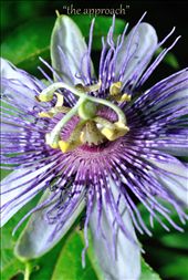 the approach: by ashton, Views[185]