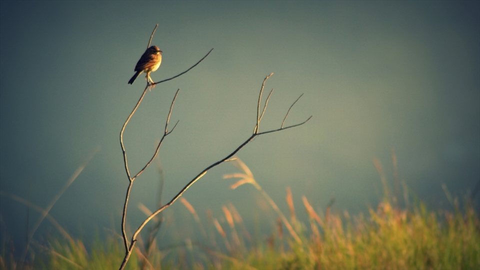 nikon d3100
f5.6
1/640s
iso 400
focal length 300mm
tamron 70-300mm