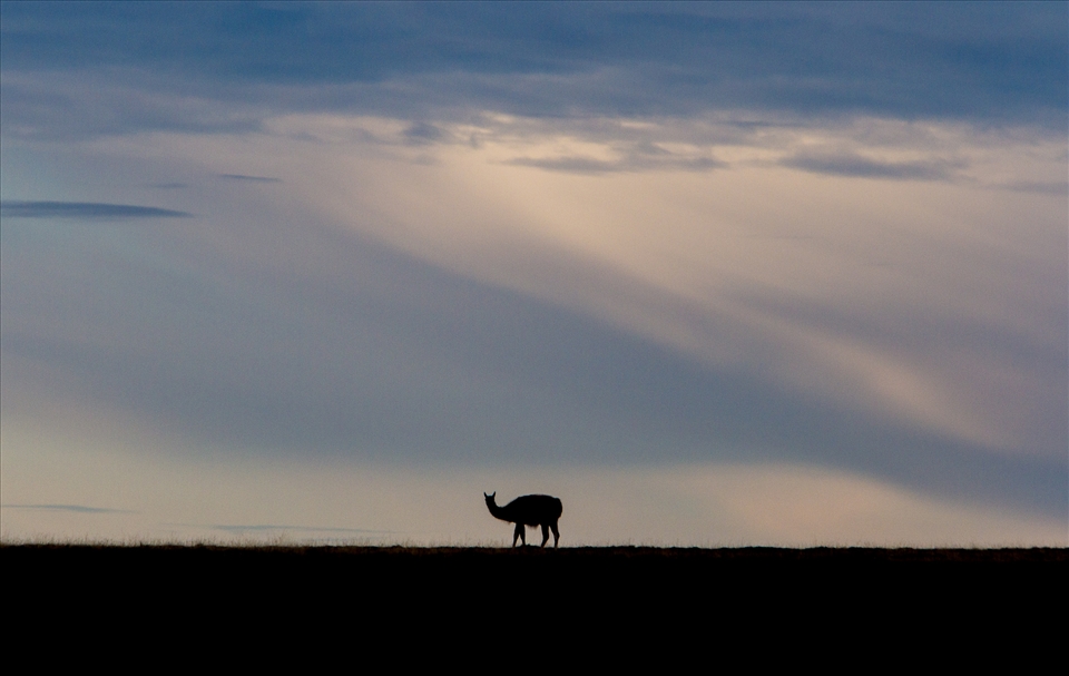Tierra del Fuego consists primarily of an expansive archipelago, separated by spectacular fjords, with a larger landmass on its Eastern side.  On the North-Eastern side the landscape is primarily grassland steppe and cold climate desert.  As we moved across towards the North-Eastern side of the island we came across a lone Guanaco (Lama guanicoe) as the sun began to set while rain fell in the distance.  The Guanaco is a camelid and is the wild form of the more commonly known domesticated Llama.  It is still widespread across wild areas of Southern South America.