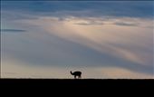 Tierra del Fuego consists primarily of an expansive archipelago, separated by spectacular fjords, with a larger landmass on its Eastern side.  On the North-Eastern side the landscape is primarily grassland steppe and cold climate desert.  As we moved across towards the North-Eastern side of the island we came across a lone Guanaco (Lama guanicoe) as the sun began to set while rain fell in the distance.  The Guanaco is a camelid and is the wild form of the more commonly known domesticated Llama.  It is still widespread across wild areas of Southern South America.: by askdsn, Views[871]
