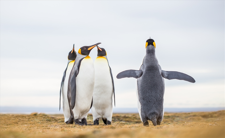 The southern tip of South America is also the vast continents largest island and is known as Tierra del Fuego or 'Land of Fire'.  It is separated from the mainland by Magellan's Strait, coined by the Portugese explorer Ferdinand Magellan when he was commissioned by the Spanish to lead exploration to the East Indies.  To reach the Pacific Ocean from Europe he travelled across the Atlantic and found Magellan's Strait which enabled access to the Pacific without going down towards the treacherous waters off nearby Antarctica.  

Being in such close proximity to Antarctica, at the time Magellan passed through Tierra del Fuego there would have been many colonies of King Penguins (Aptenodytes patagonicus), which can grow to one metre tall.  However, the waves of colonisation that ensued resulted in such pressure from humans on their populations from land clearing, development and even as food and for export, that none would remain in the not too distant future.  In recent years, however, a colony has returned to a protected bay off the north-western coast of Tierra del Fuego, and while not yet remarkably successful they have managed to produce a few offspring.  

This photograph was taken very early one morning and was the second time we had gone to observe the colony.  On this occasion we were early enough that no other humans were around and the normally cautious penguins, which prefer to stay on the opposite side of a small river to their human observers, decided to cross the river en masse and explore their surrounds.  We sat there, completely still, as troupes of them came right up to us, seemingly as curious about us as we were of them.  These four came within metres of me and started singing a song while one of them turned around, seemingly to conduct their musical endeavour.  Moments later they continued their exploration, however that moment is one that I will never forget.