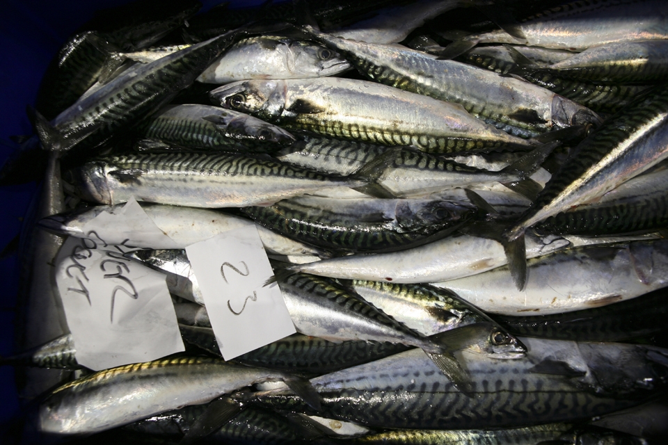 But North Sheilds fishing is not dead, with wholesalers making daily pilgrimages