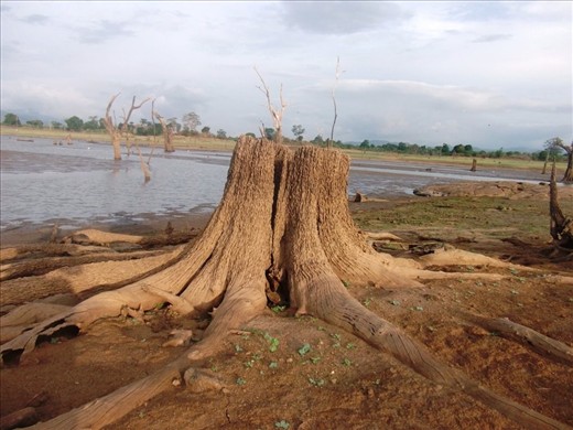 Cutting down a tree makes plan for desert.