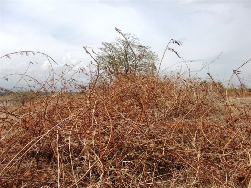 So save a plant in a every possible way.