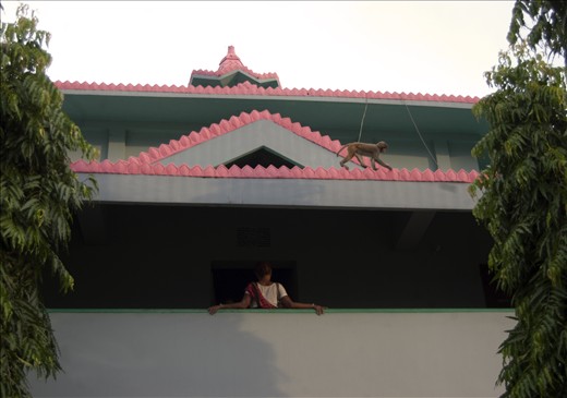 Holy Temple - A monkey walks over the temple of the Buddha at Rangamaati