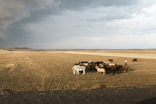 Landscape on the way to Ani. A young shepherd with his goats.