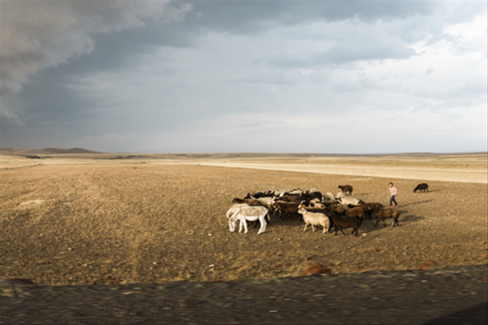 Landscape on the way to Ani. A young shepherd with his goats.