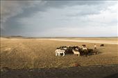 Landscape on the way to Ani. A young shepherd with his goats.: by attiliofiumarella, Views[250]