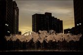Water dances in Campus Martius, Detroit.: by atwood12, Views[237]