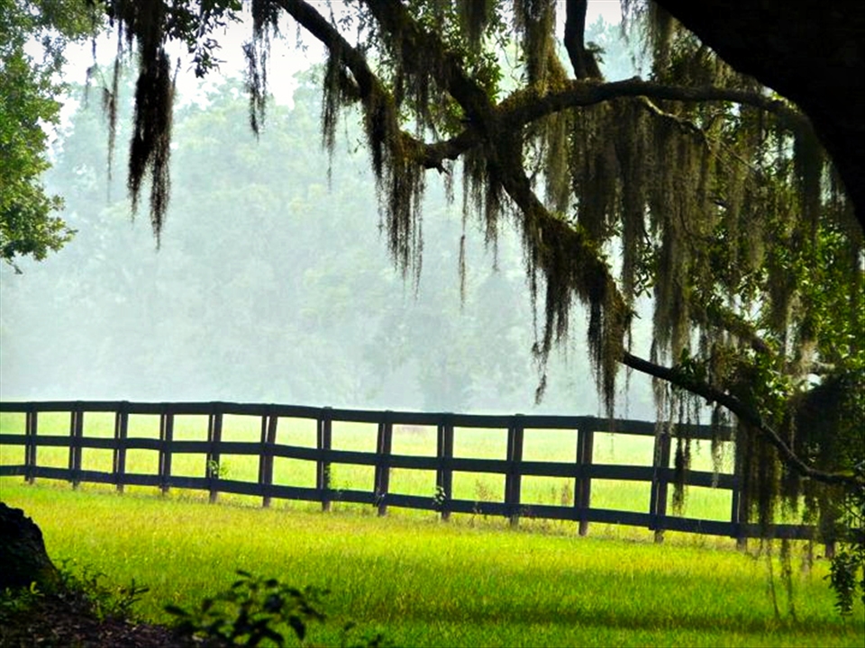 The Boone Hall Plantation is the oldest working plantation in America.