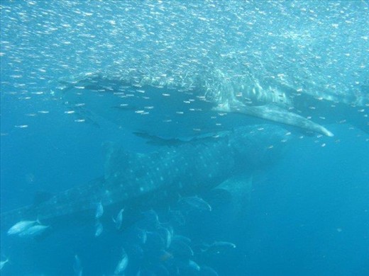 Swimming with TWO of the most astonishing creatures in the world, Ningaloo, Exmouth