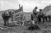 In the plains of central Mongolia, the relationship between man and horse is truly symbiotic. Horse and man are integrated in almost every way. A man's wealth and worth comes from the size of their herd, the quality of their breed, and their reputation to train the horses. Here, an experienced horseman is completing a daily morning ritual of harnessing and preparing the needed horses for a day of riding.  While Mongolian horses are smaller than other breeds, they are known for their strength and endurance.: by audreyjeane, Views[1069]
