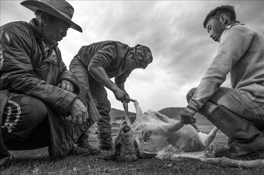 In a nomadic society there are no packaged meats. There are no refrigerators and the only meat you will eat is the kind that is caught and killed that day. The horsemen asked of we wanted to watch the process of how meat was prepared.  While this image may disturb most westerners and vegetarians, this is just another task in a long day for the men. The whole process from 