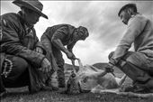 In a nomadic society there are no packaged meats. There are no refrigerators and the only meat you will eat is the kind that is caught and killed that day. The horsemen asked of we wanted to watch the process of how meat was prepared.  While this image may disturb most westerners and vegetarians, this is just another task in a long day for the men. The whole process from 