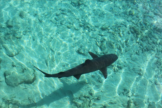 Breeding sharks in Karimun Jawa Island, Central Java, Indonesia