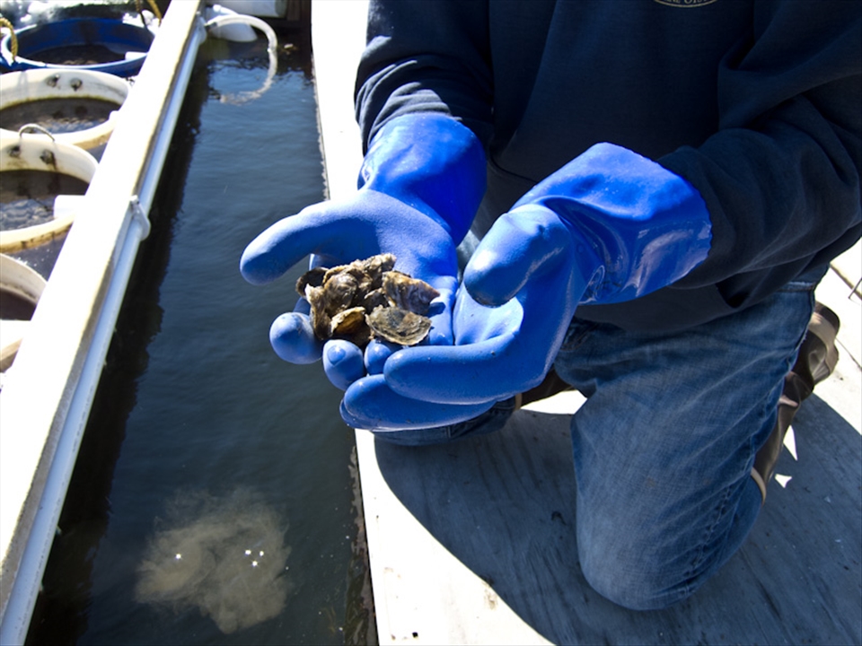 Baby oysters in West Bath, Maine.