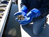 Baby oysters in West Bath, Maine.: by austinfishmonger, Views[337]