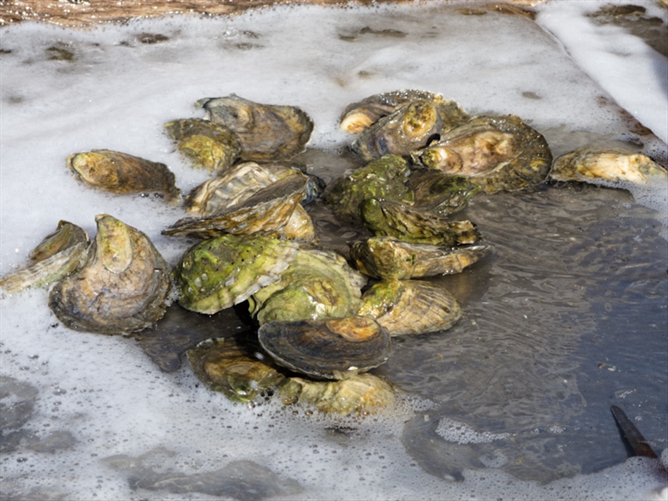 The oyster in all its glory right out of the bay.