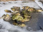 The oyster in all its glory right out of the bay.: by austinfishmonger, Views[261]