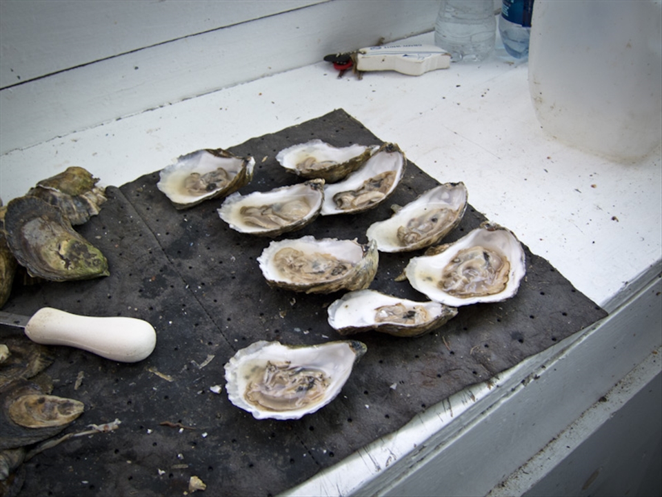 Eating a dozen with the boat crew on Damariscotta River, Maine.