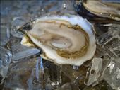The pristine oyster.: by austinfishmonger, Views[338]