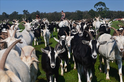 In order to make the best cheese, they treat their goats very well. They take the goats out to picnic everyday, they eat grains, fruits, minerals, seaweed(very expensive), vitamin, they drink fresh rain water(like human) with Italian herbs and rose hips. That's why the goats rarely sick. And the two persons behind are actually not their worker, they/re Wwoofers(willing worker on organic farm), we work for them to exchange our own food and accommodation.