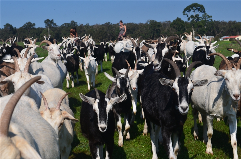 In order to make the best cheese, they treat their goats very well. They take the goats out to picnic everyday, they eat grains, fruits, minerals, seaweed(very expensive), vitamin, they drink fresh rain water(like human) with Italian herbs and rose hips. That's why the goats rarely sick. And the two persons behind are actually not their worker, they/re Wwoofers(willing worker on organic farm), we work for them to exchange our own food and accommodation.