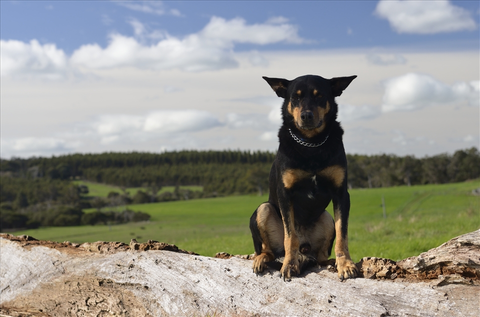 This is Josh, the shepherd in this goats farm. He is the first shepherd I've ever met in my life time. I was born and raised in city so I never had a chance to live with a real shepherd. And I am always keen to meet one of these intelligent canidae.  His excellent skills of handling the goats are always surprised me. For me he is very unique.