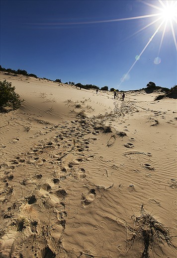 Moreton desert