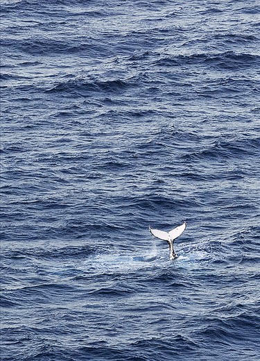 Whale tail