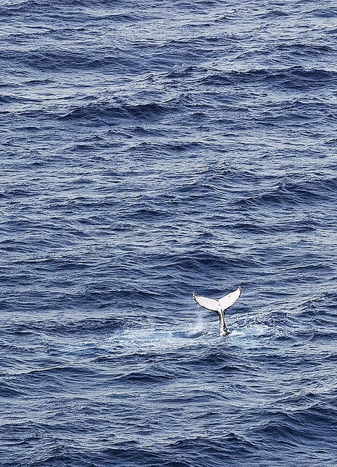 Whale tail