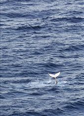 Whale tail: by auwphotos, Views[292]