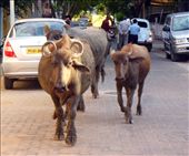 by avalyn, Views[285]