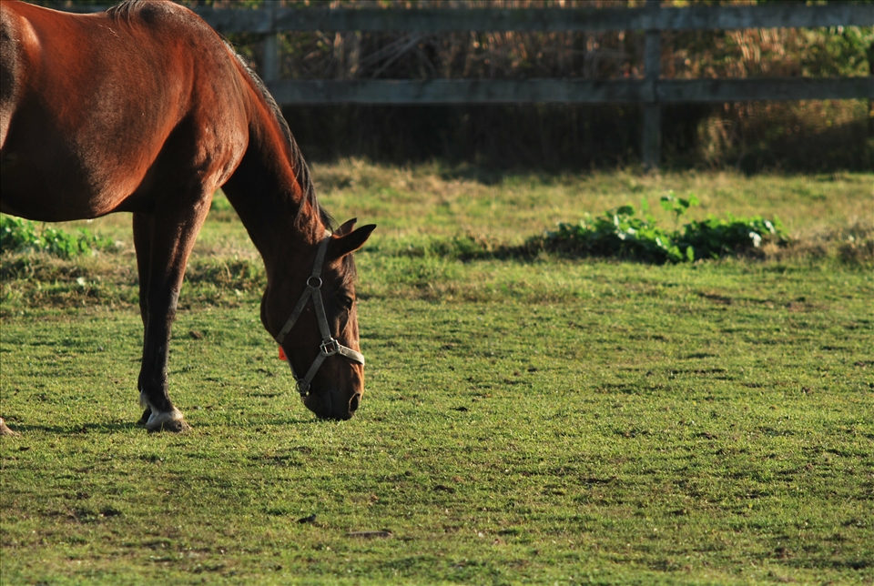 a horse in the distance