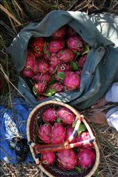 by awoolherb, Views[74]