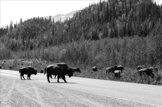 Road block on the Alaska Highway