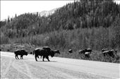Road block on the Alaska Highway: by awphotography, Views[254]