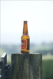 Tui is a New Zealand brand of beer that is thoroughly drunk at every occasion.  : by aydenchristensen, Views[261]