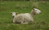 Sheep that make us warm coats for winter out of the wool on their backs: by aydenjames, Views[311]