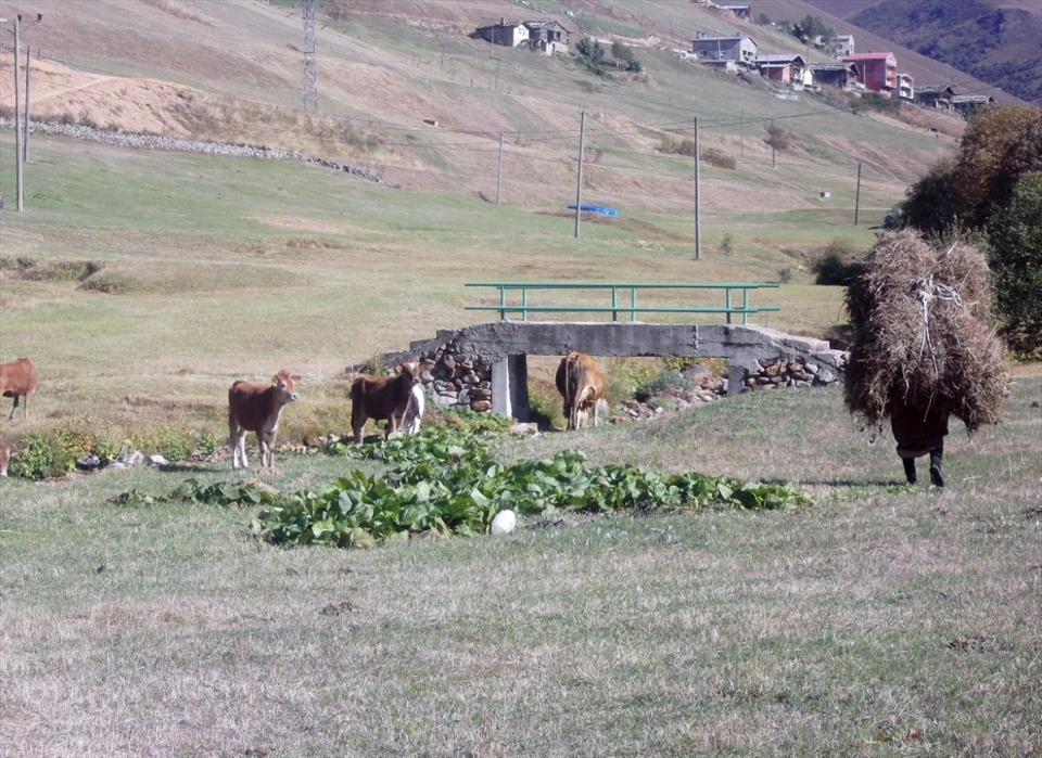 countrywomen, working harder than their husbands. in Uzungöl, Trabzon, Turkey.