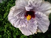 work: by azct04, Views[305]