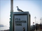It's a Brighton thing: by azul, Views[259]