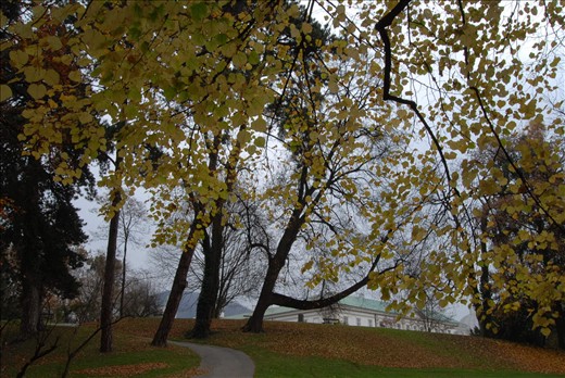 Octopus Tree, Salzberg, Austria